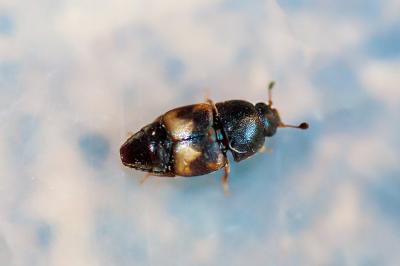 <i>Carpophilus hemipterus</i>