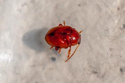 <i>Sphaeroderma</i>