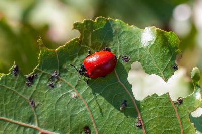 <i>Chrysomela populi</i>