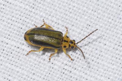 <i>Xanthogaleruca luteola</i>
