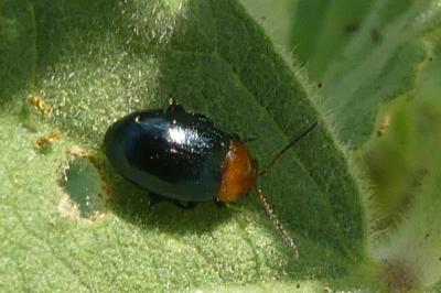 <i>Podagrica fuscipes</i>