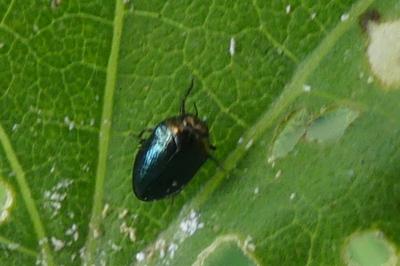 <i>Trachys troglodytiformis</i>