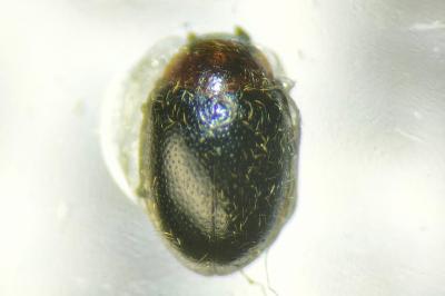<i>Scymnus fulvicollis</i>