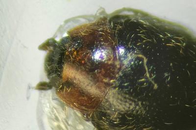 <i>Scymnus fulvicollis</i>