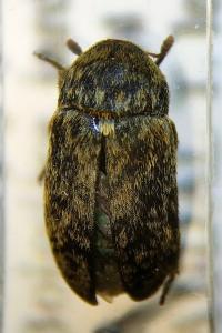 <i>Dermestes mustelinus</i>
