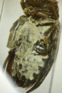 <i>Dermestes mustelinus</i>