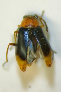 <i>Hypebaeus pius</i>