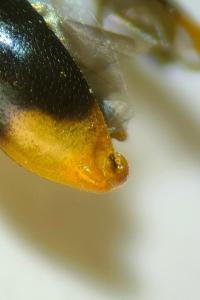 <i>Hypebaeus pius</i>