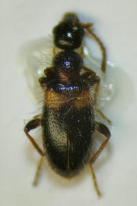 <i>Hirticollis hispidus</i>