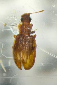<i>Latridius</i>