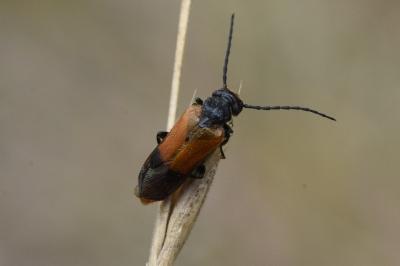 <i>Stenoria analis</i>