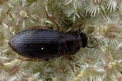 <i>Ophonus</i>