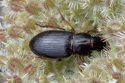 <i>Ophonus</i>