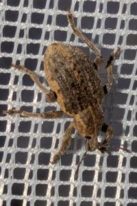 <i>Brachypera zoilus</i>
