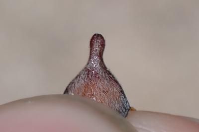 <i>Melolontha hippocastani</i>