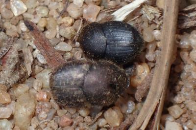 <i>Onthophagus</i>