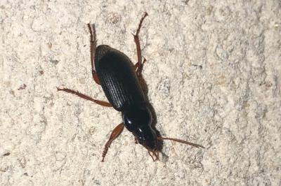 <i>Pseudoophonus rufipes</i>