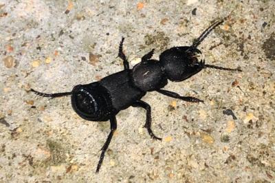 <i>Ocypus olens</i>