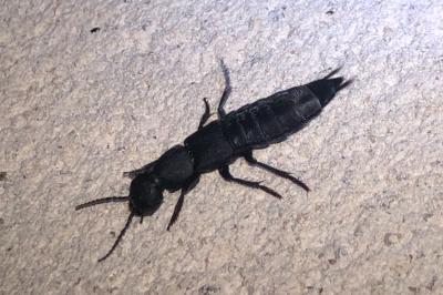 <i>Ocypus olens</i>