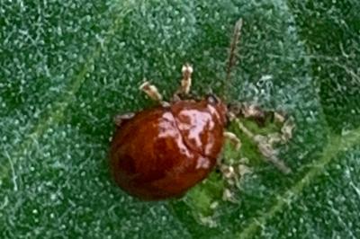 <i>Sphaeroderma testaceum</i>
