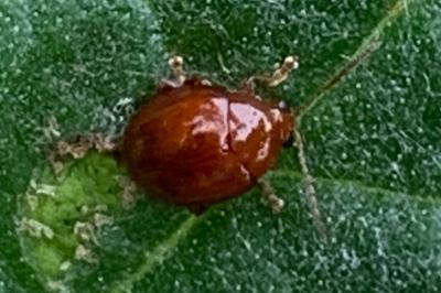 <i>Sphaeroderma testaceum</i>