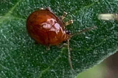<i>Sphaeroderma testaceum</i>