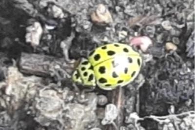 <i>Psyllobora vigintiduopunctata</i>