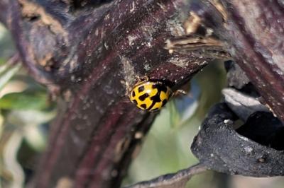 <i>Propylea quatuordecimpunctata</i>