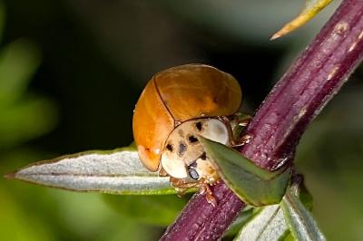 <i>Harmonia axyridis</i>