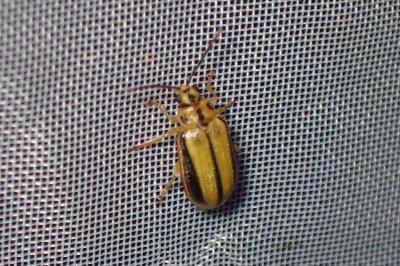 <i>Xanthogaleruca luteola</i>