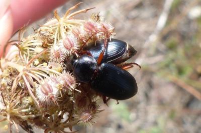 <i>Ophonus ardosiacus</i>