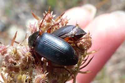 <i>Ophonus ardosiacus</i>