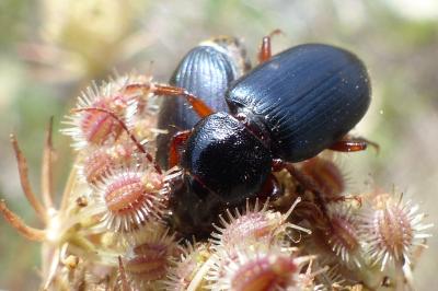 <i>Ophonus ardosiacus</i>