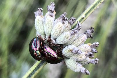 <i>Chrysolina americana</i>