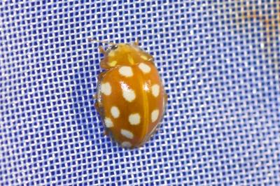 <i>Halyzia sedecimguttata</i>