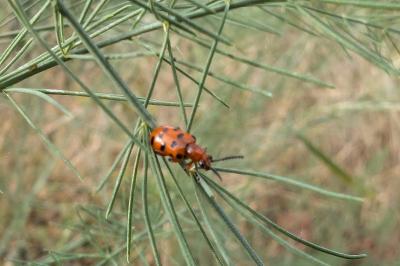 <i>Crioceris duodecimpunctata</i>