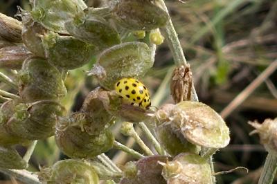 <i>Psyllobora vigintiduopunctata</i>