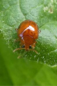 <i>Sphaeroderma</i>