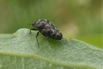 <i>Trachys minutus</i>