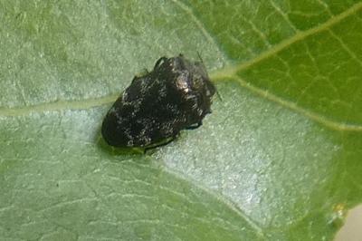 <i>Trachys minutus</i>