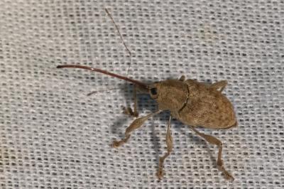<i>Curculio elephas</i>