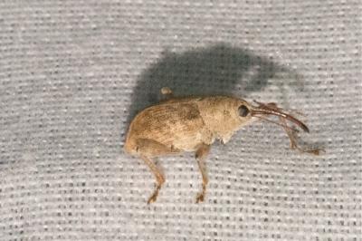 <i>Curculio elephas</i>