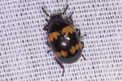 <i>Diaperis boleti</i>