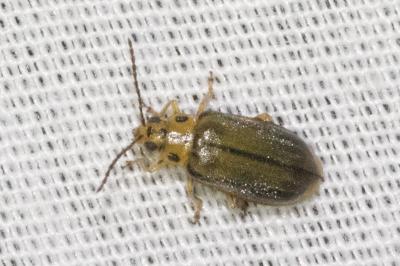 <i>Xanthogaleruca luteola</i>