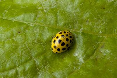 <i>Psyllobora vigintiduopunctata</i>