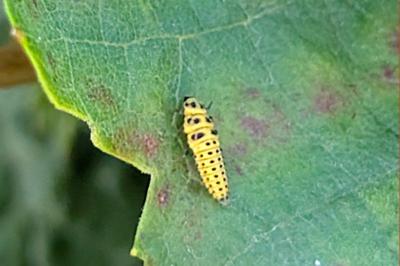 <i>Psyllobora vigintiduopunctata</i>