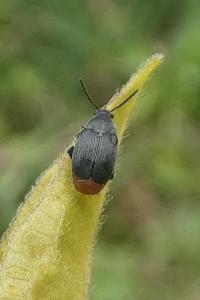 <i>Bruchidius siliquastri</i>