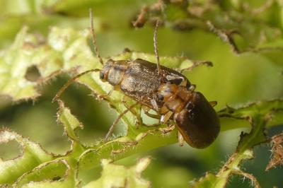 <i>Pyrrhalta viburni</i>