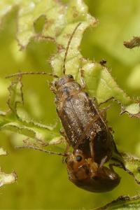 <i>Pyrrhalta viburni</i>
