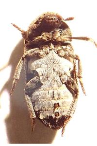 <i>Dermestes undulatus</i>